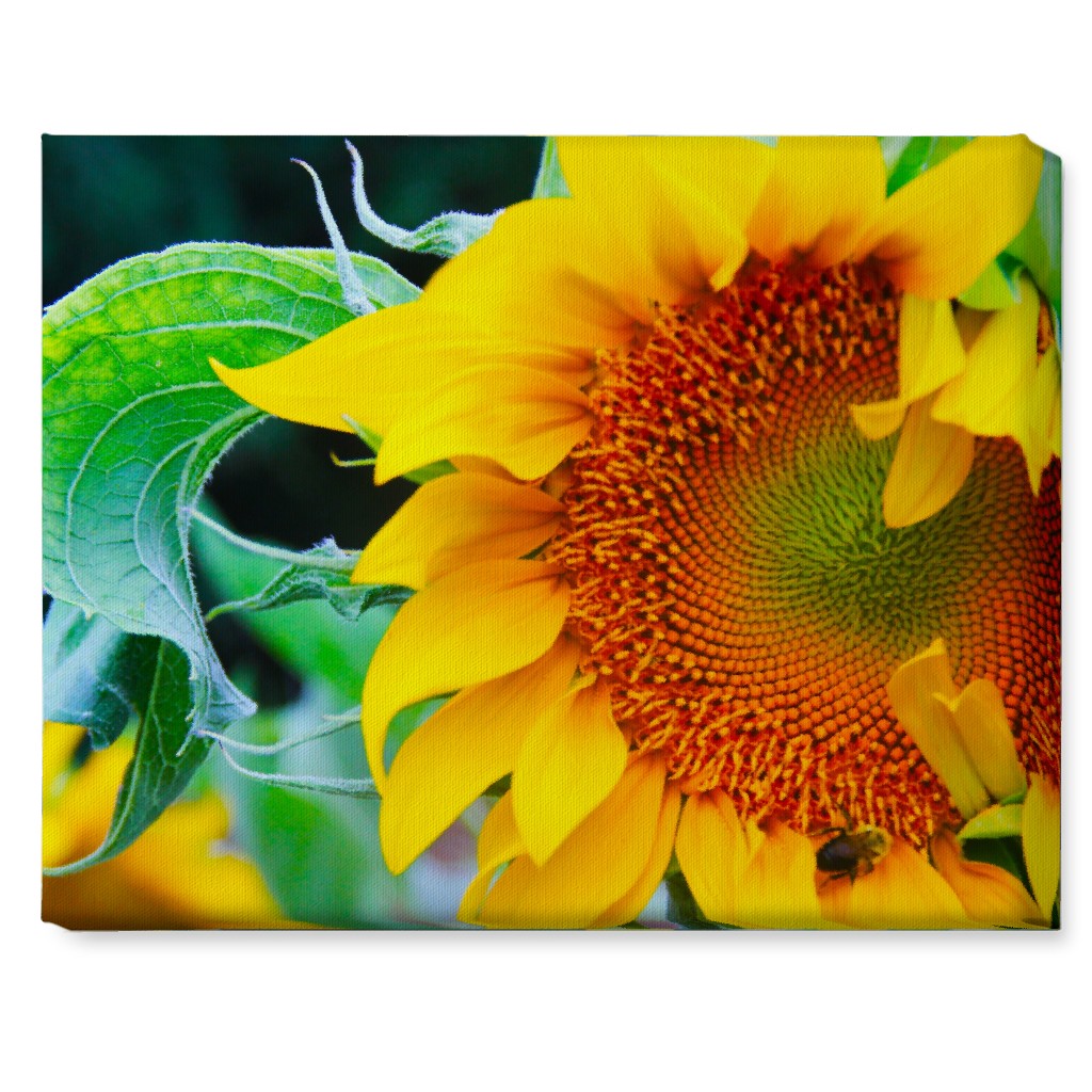 Big Sunflower - Yellow Wall Art, No Frame, Single piece, Canvas, 16x20, Yellow