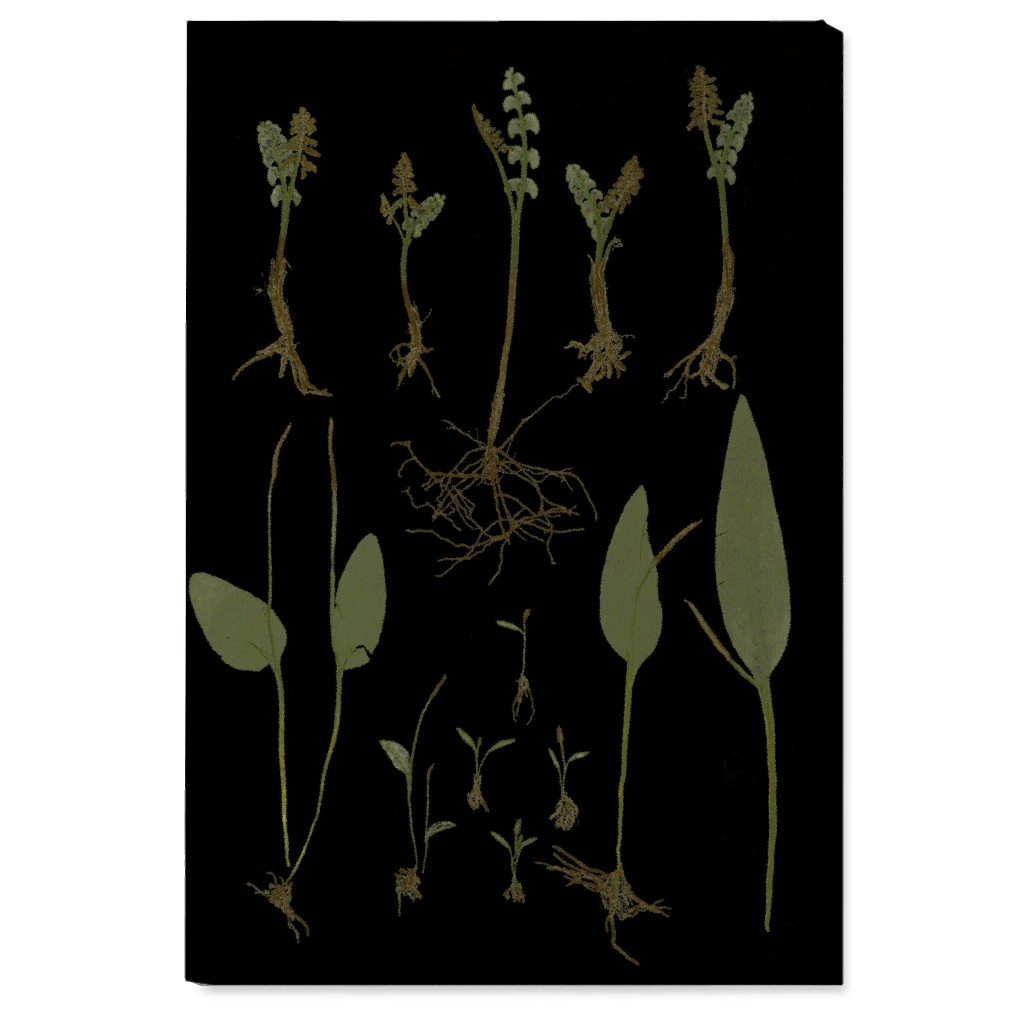 Botanicals At Midnight - Black and Green Wall Art, No Frame, Single piece, Canvas, 24x36, Black, Black