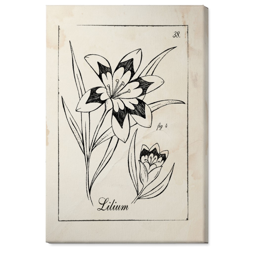Vintage Plate Lily Sketch - Beige and Black Wall Art, No Frame, Single piece, Canvas, 24x36, Beige, Pearl