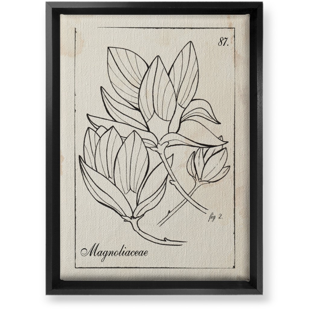 Vintage Plate Magnolia Sketch - Beige and Black Wall Art, Black, Single piece, Canvas, 10x14, Beige