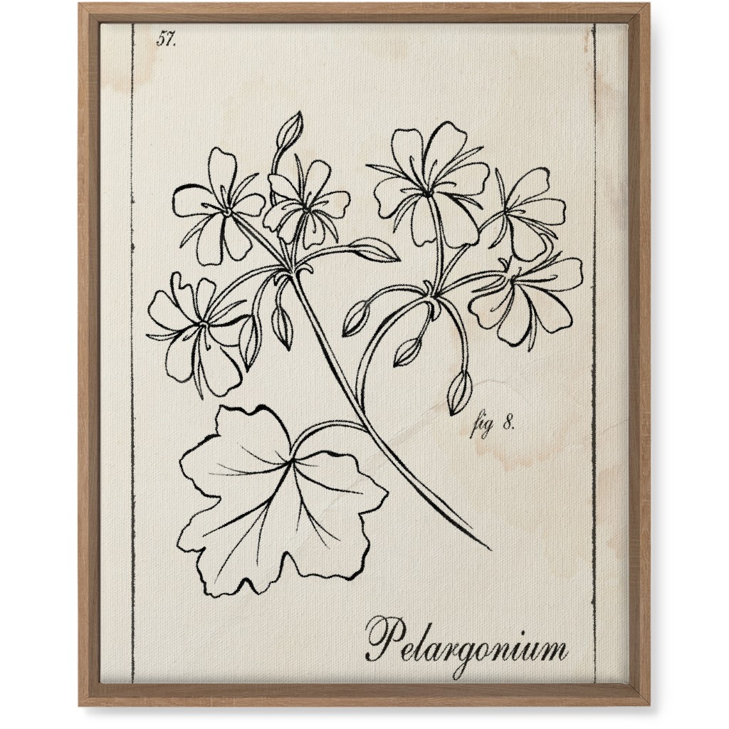 Vintage Plate Geranium Sketch - Beige and Black Wall Art, Natural, Single piece, Canvas, 16x20, Beige, Pearl