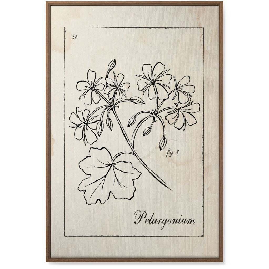 Vintage Plate Geranium Sketch - Beige and Black Wall Art, Natural, Single piece, Canvas, 24x36, Beige, Pearl