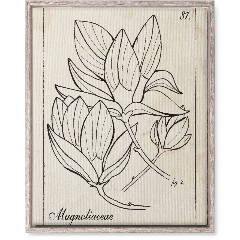 Vintage Plate Magnolia Sketch - Beige and Black Wall Art, Rustic, Single piece, Canvas, 16x20, Beige