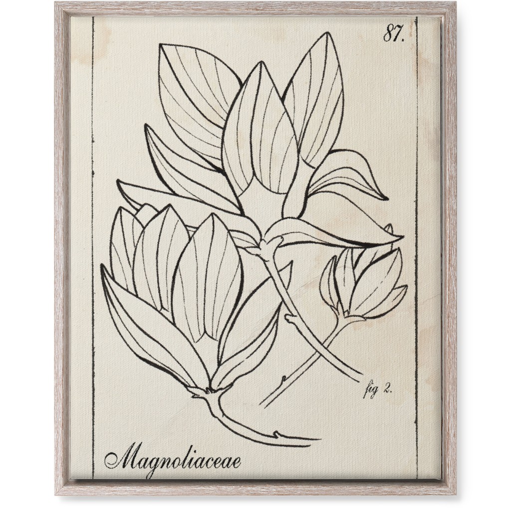 Vintage Plate Magnolia Sketch - Beige and Black Wall Art, Rustic, Single piece, Canvas, 16x20, Beige, Pearl