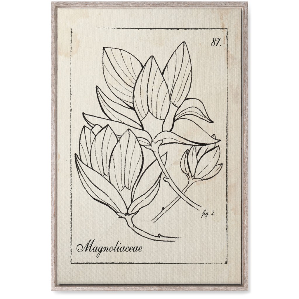 Vintage Plate Magnolia Sketch - Beige and Black Wall Art, Rustic, Single piece, Canvas, 20x30, Beige