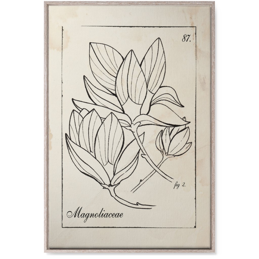 Vintage Plate Magnolia Sketch - Beige and Black Wall Art, Rustic, Single piece, Canvas, 24x36, Beige, Pearl