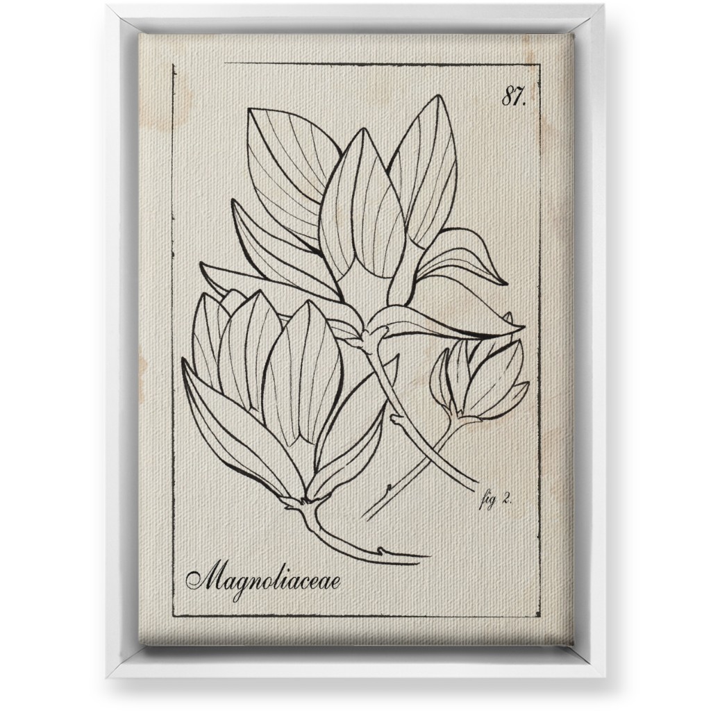 Vintage Plate Magnolia Sketch - Beige and Black Wall Art, White, Single piece, Canvas, 10x14, Beige