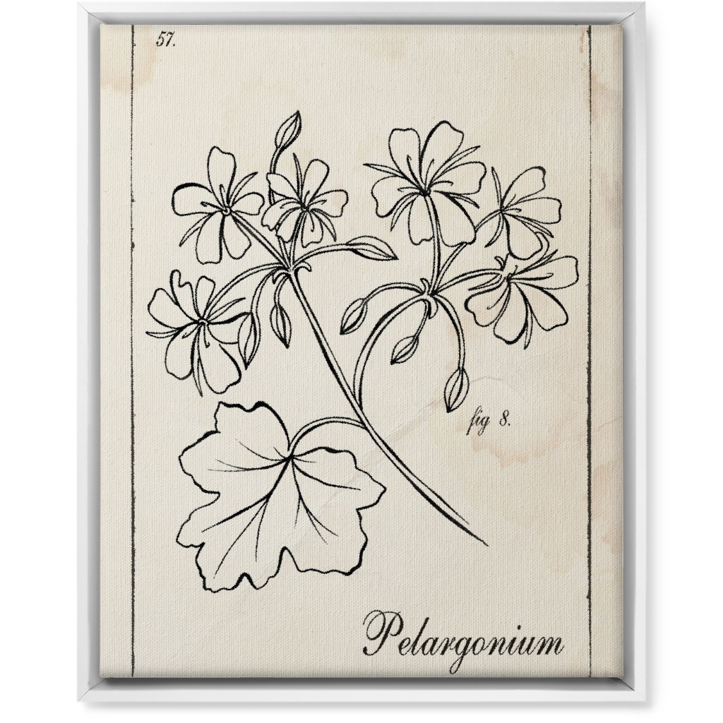 Vintage Plate Geranium Sketch - Beige and Black Wall Art, White, Single piece, Canvas, 16x20, Beige