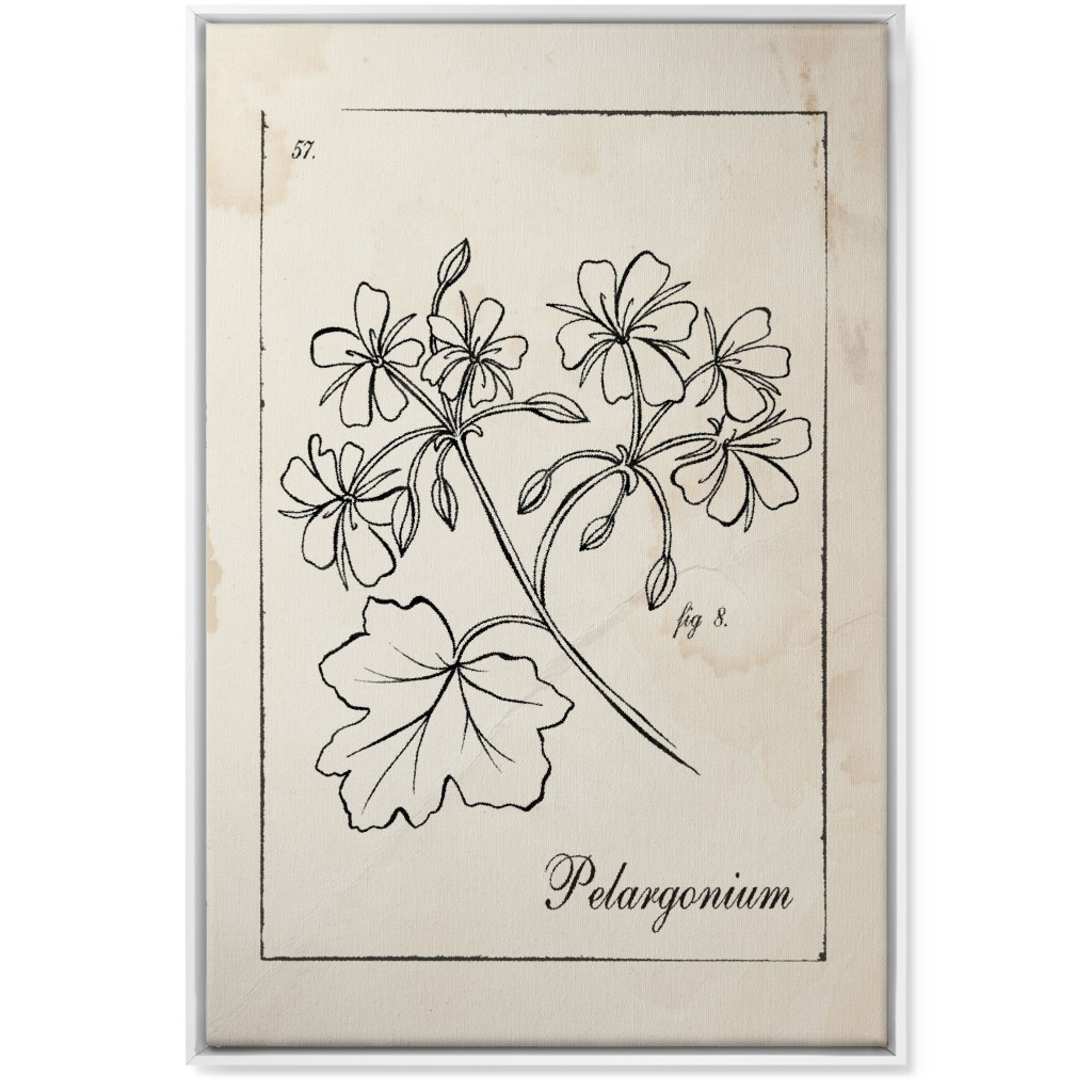 Vintage Plate Geranium Sketch - Beige and Black Wall Art, White, Single piece, Canvas, 24x36, Beige, Pearl
