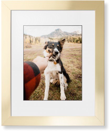 Pet Photo Gallery Framed Print, Matte Gold, Contemporary, Black, White, Single piece, 11x14, Multicolor, multi