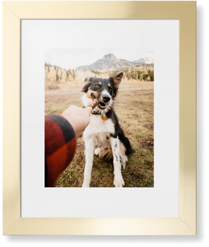 Pet Photo Gallery Framed Print, Matte Gold, Contemporary, White, White, Single piece, 11x14, Multicolor