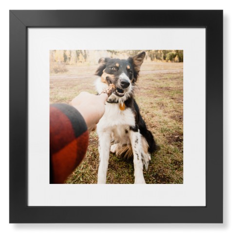 Pet Photo Gallery Framed Print, Black, Contemporary, None, White, Single piece, 12x12, Multicolor