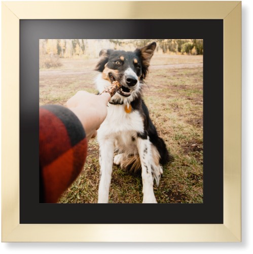 Pet Photo Gallery Framed Print, Matte Gold, Contemporary, Black, Black, Single piece, 16x16, Multicolor