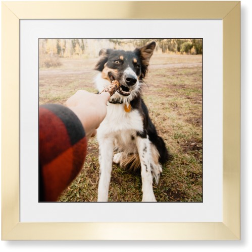 Pet Photo Gallery Framed Print, Matte Gold, Contemporary, Black, White, Single piece, 16x16, Multicolor