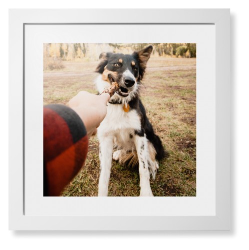Pet Photo Gallery Framed Print, White, Contemporary, White, White, Single piece, 16x16, Multicolor