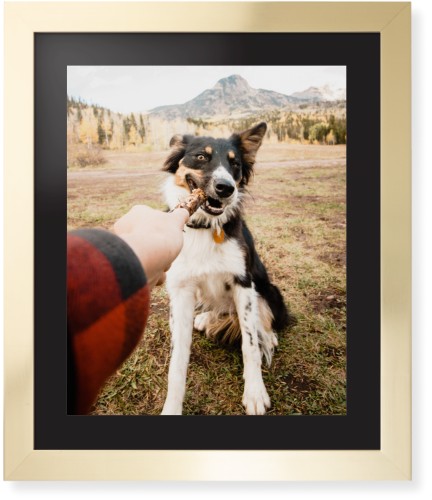 Pet Photo Gallery Framed Print, Matte Gold, Contemporary, None, Black, Single piece, 16x20, Multicolor