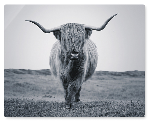 Highland Cattle Wall Art, No Frame, Single piece, Metal, 16x20, Glossy, Multicolor