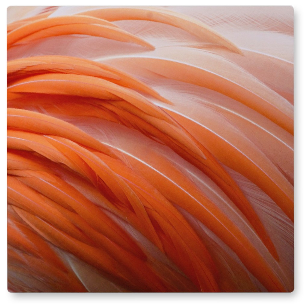 Flamingo Feathers Photo Tile, Metal, 8x8, Pink