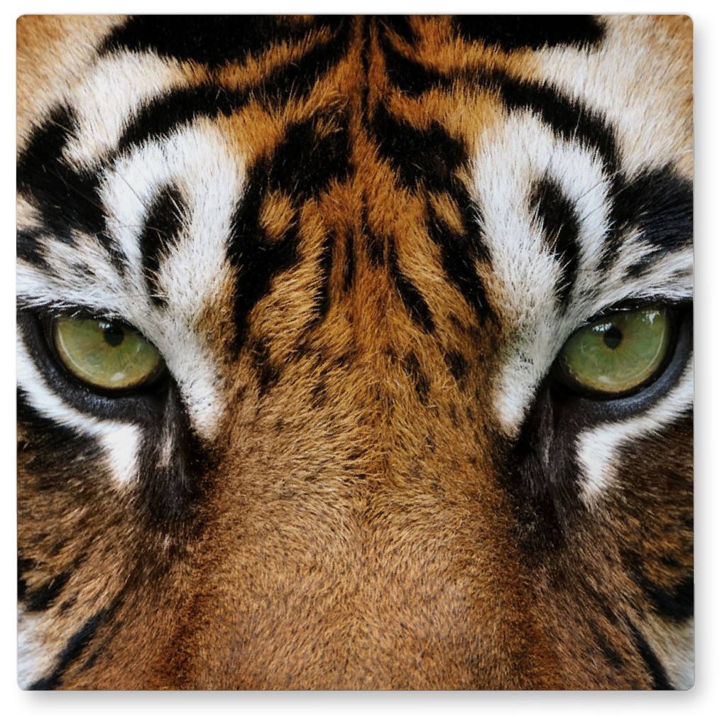 Eye of the Tiger Photo Tile, Metal, 8x8, Orange