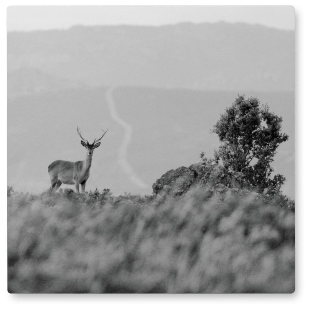 Deer in the Mountains - Black and White Photo Tile, Metal, 8x8, Gray, Gray