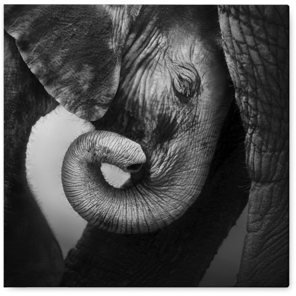 Baby Elephant With Mother Photo Tile, Canvas, 8x8, Gray