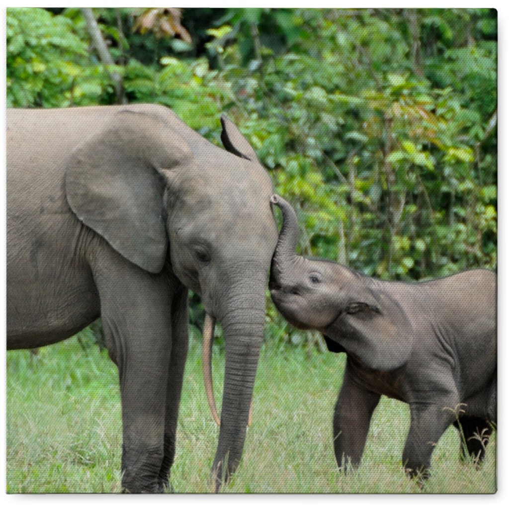 Elephant Kisses Photo Tile, Canvas, 8x8, Gray