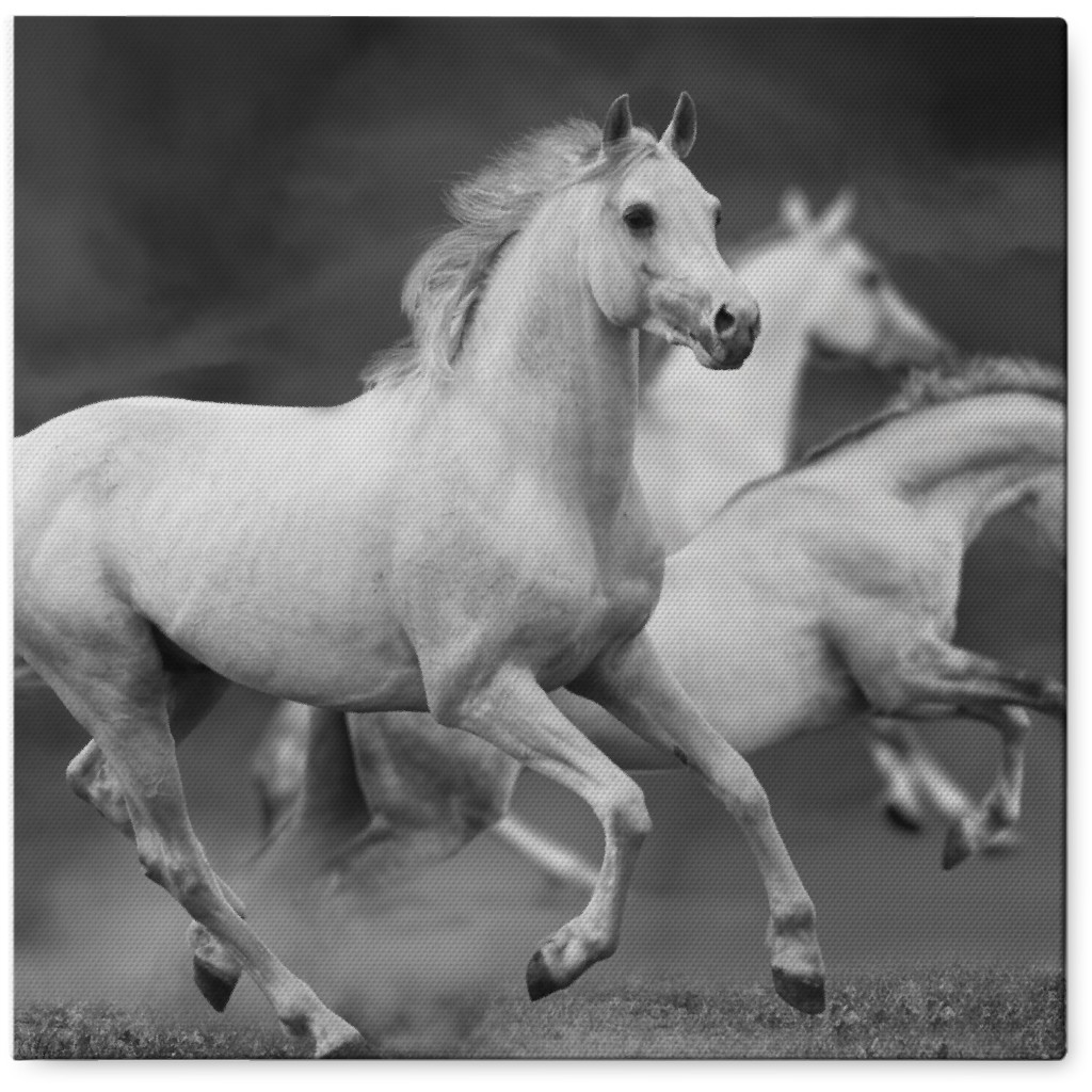 Running Horses - Black and White Photo Tile, Canvas, 8x8, Gray