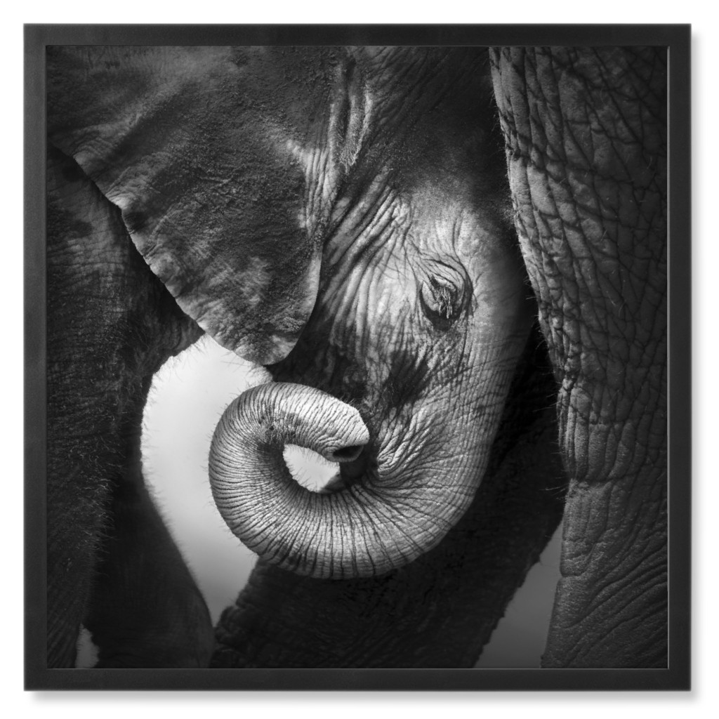 Baby Elephant With Mother Photo Tile, Black, Framed, 8x8, Gray