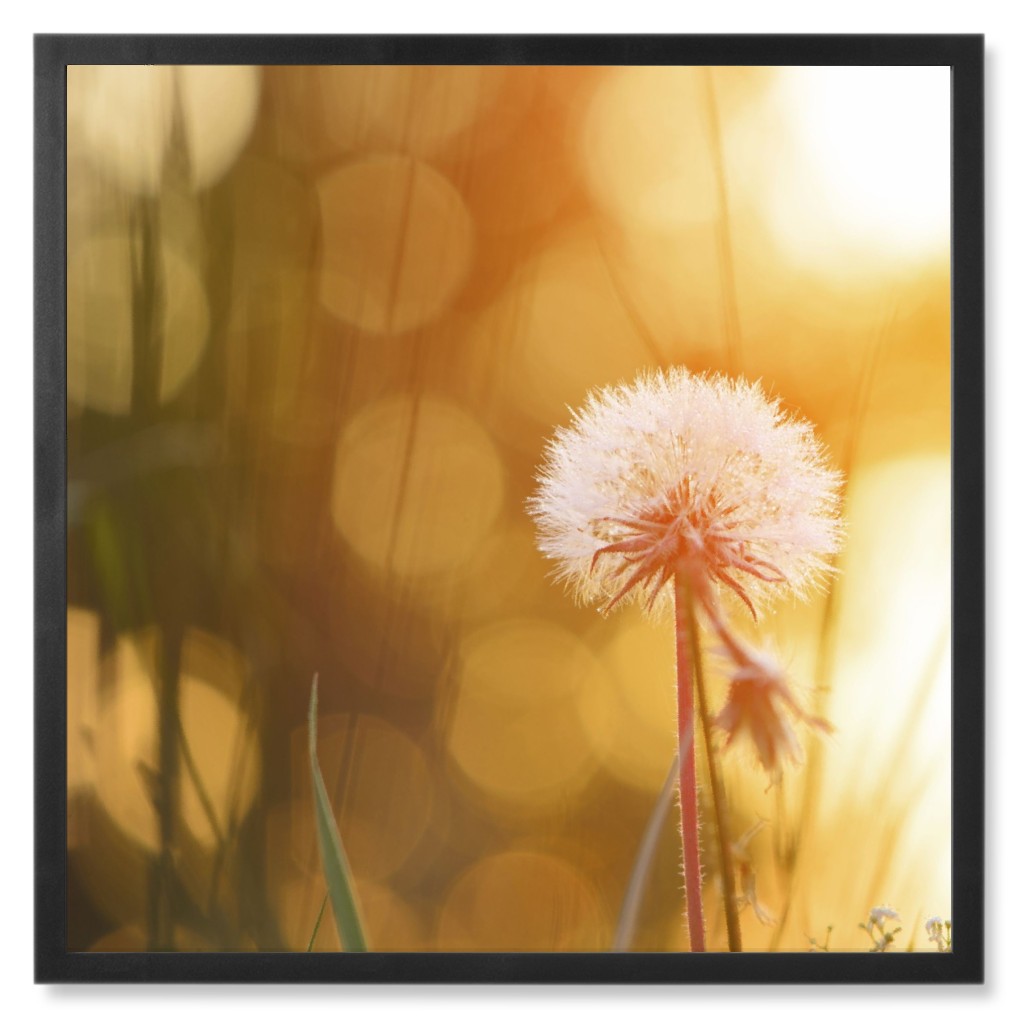 Blurred Dandelion Photo Tile, Black, Framed, 8x8, Orange