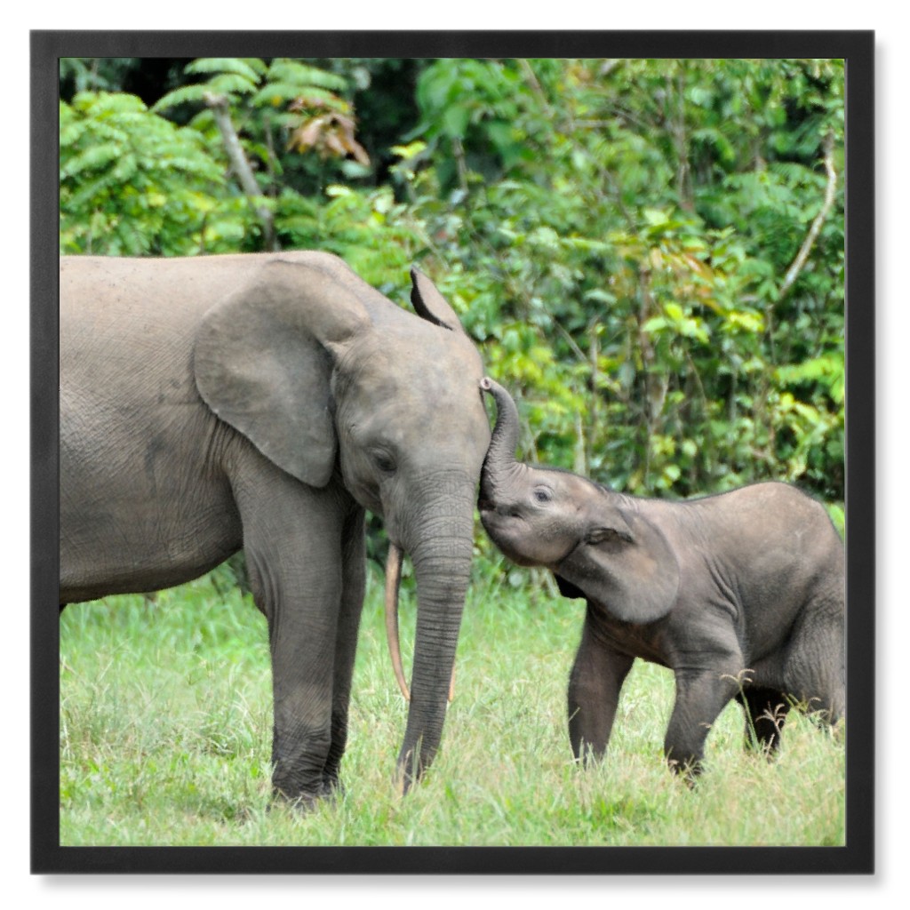 Elephant Kisses Photo Tile, Black, Framed, 8x8, Gray, Gray