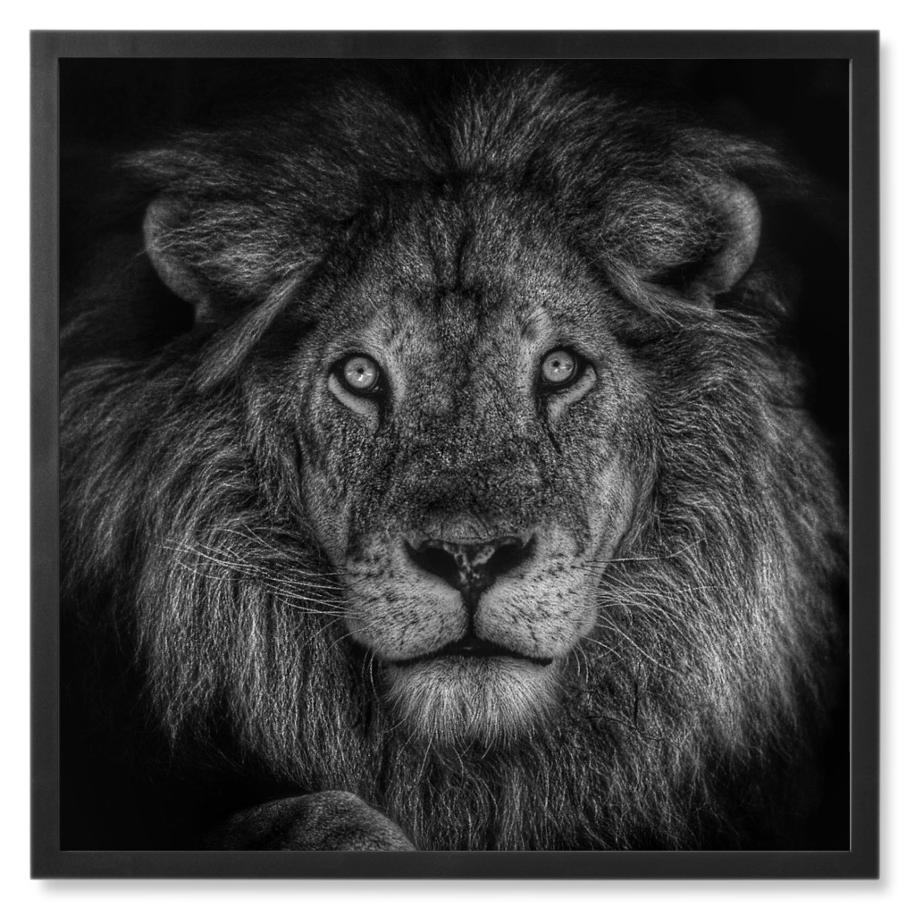 Lion - Black and White Photo Tile, Black, Framed, 8x8, Black