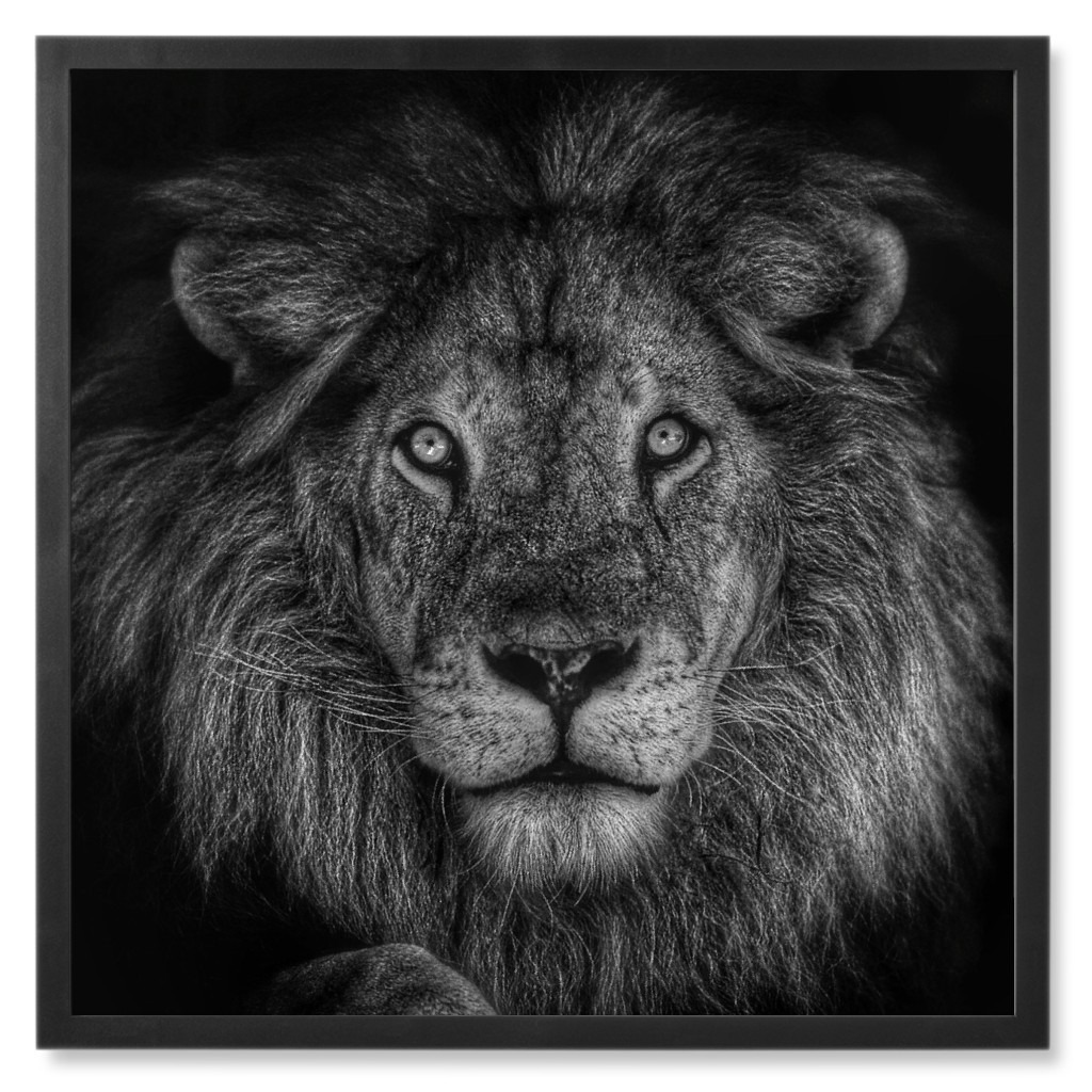 Lion - Black and White Photo Tile, Black, Framed, 8x8, Black, Black