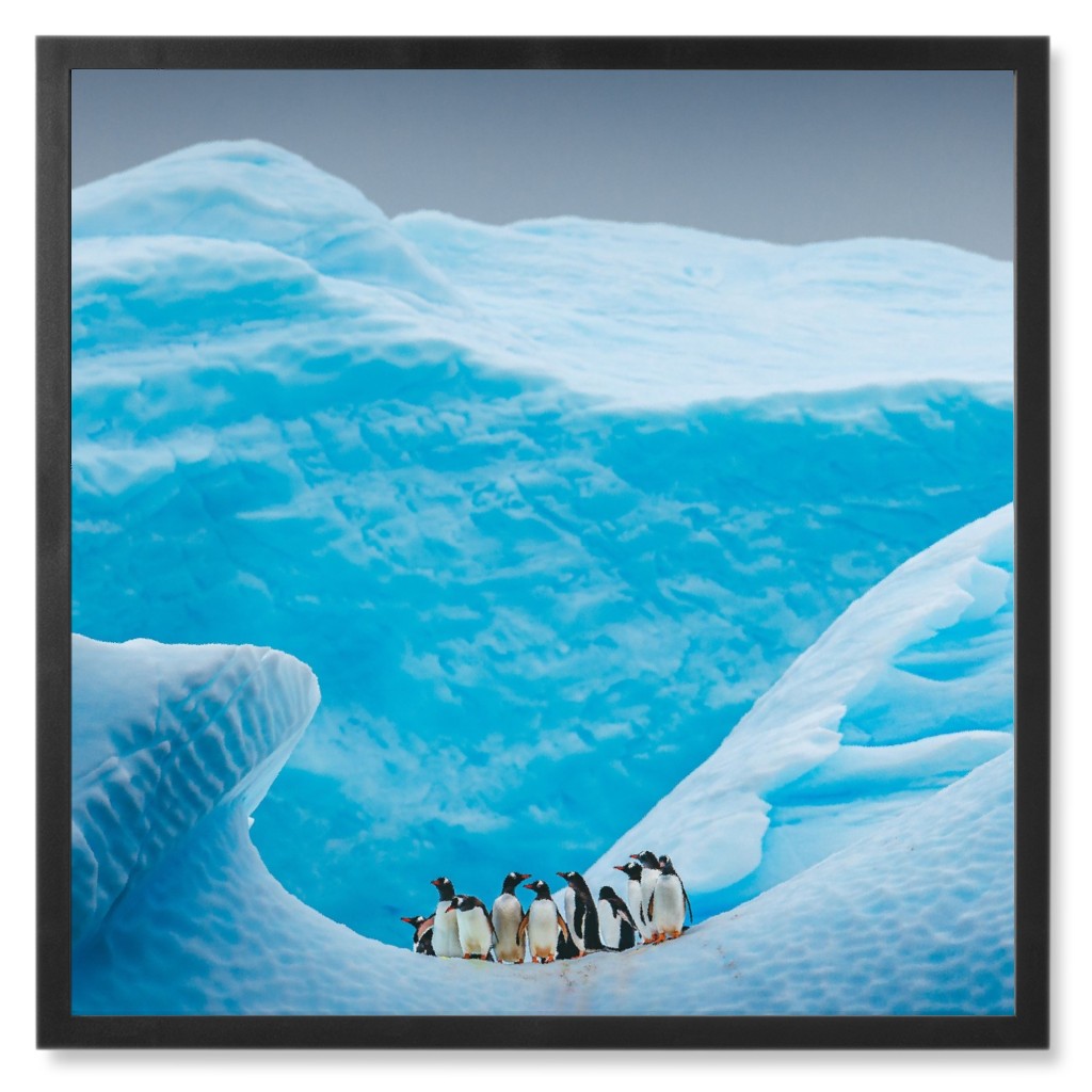 a Waddle of Penguins Photo Tile, Black, Framed, 8x8, Blue