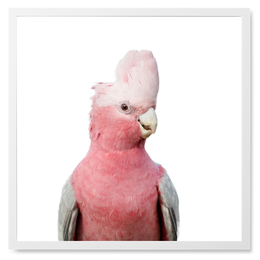 Pink Galah Cockatoo Photo Tile, White, Framed, 8x8, Pink