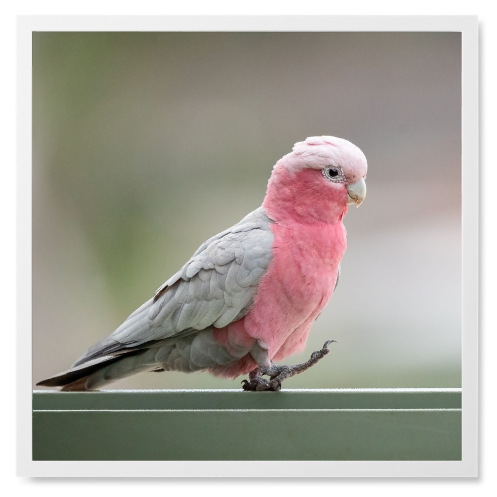 Rose Pink Parakeet Photo Tile, White, Framed, 8x8, Pink, Bright Pink