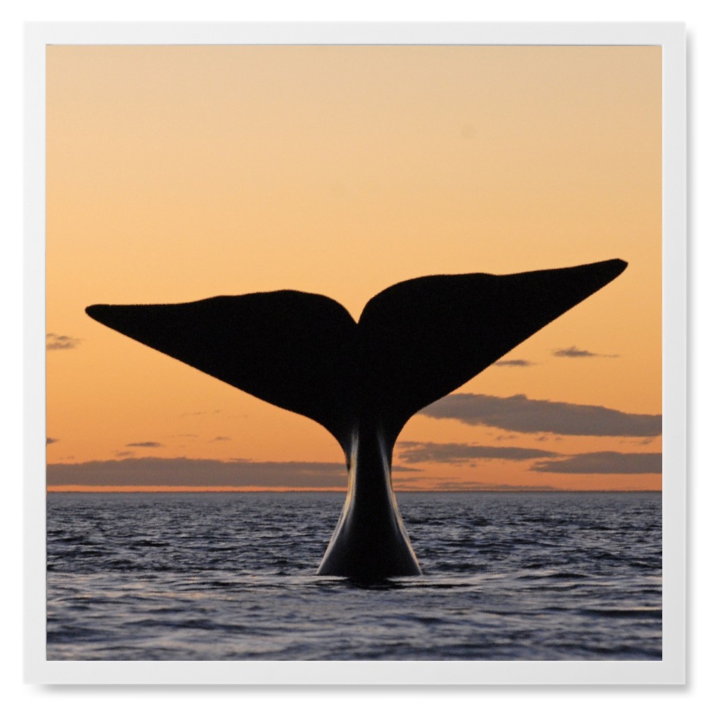 Humpback Whale Tail in Sunset Photo Tile, White, Framed, 8x8, Orange