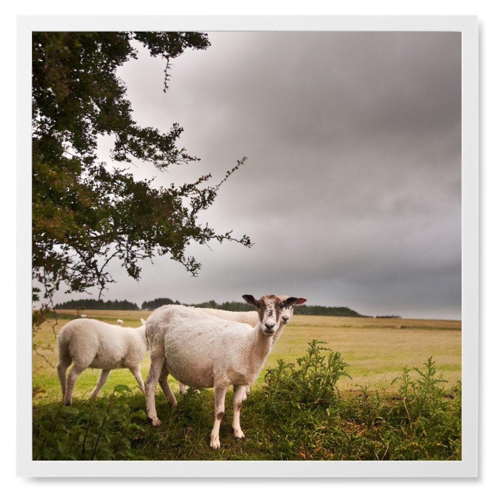 Sheep Flock in a Field Photo Tile, White, Framed, 8x8, Green