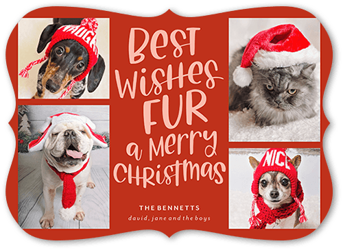 Festive Furry Fun Holiday Card, Red, 5x7 Flat, Christmas, Matte, Signature Smooth Cardstock, Bracket
